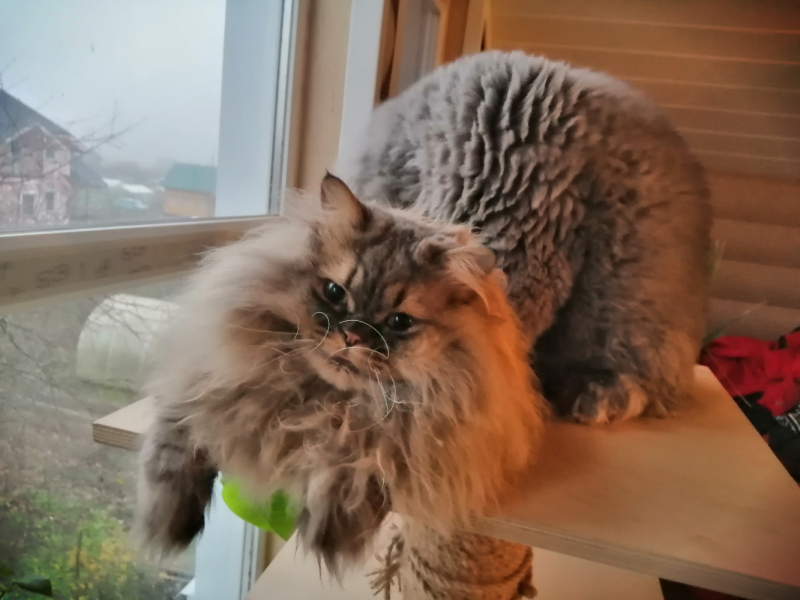 Кошки в нашей жизни. Кошки и все, что с ними связано.