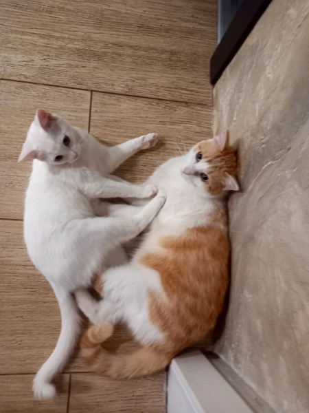 Кошки в нашей жизни. Кошки и все, что с ними связано.