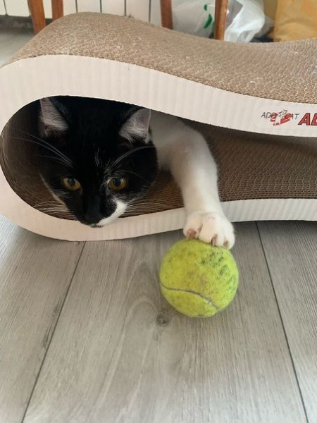 Кошки в нашей жизни. Кошки и все, что с ними связано.