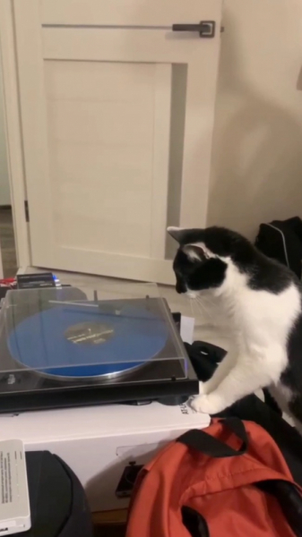 Кошки в нашей жизни. Кошки и все, что с ними связано.