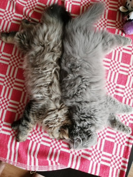 Кошки в нашей жизни. Кошки и все, что с ними связано.