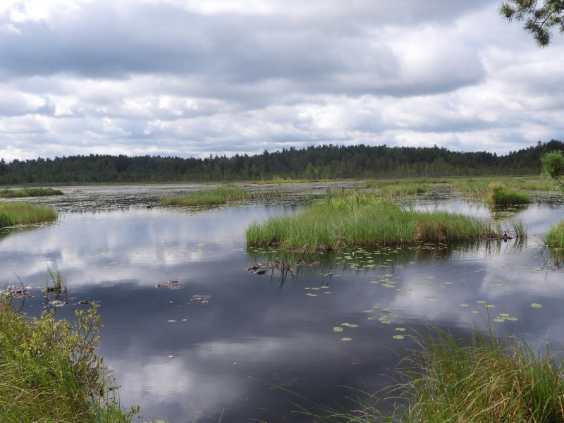 Калужская область-Национальный парк Угра (Галкинское болото, Галкинский лес, болото Бучкино и река Угра)