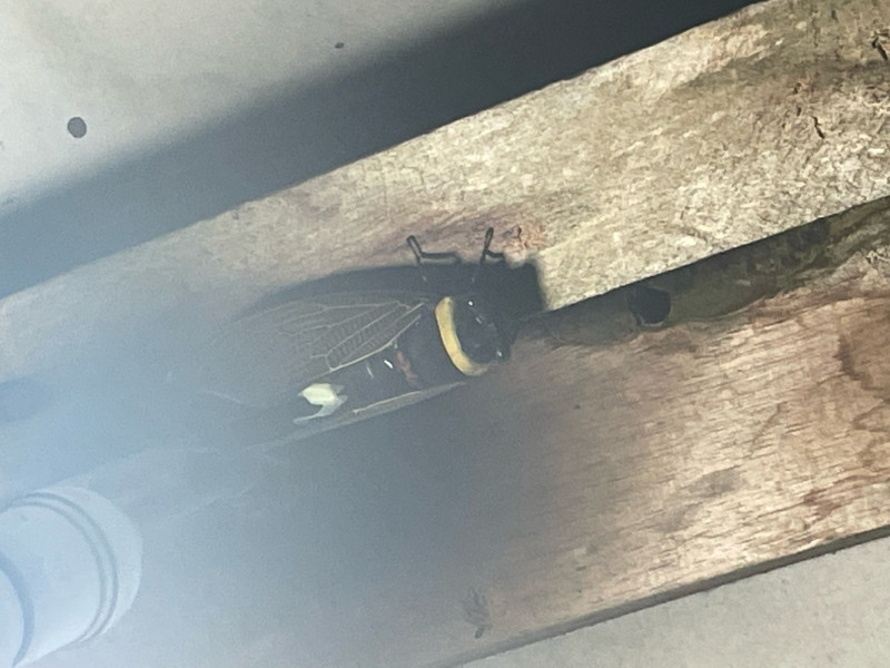 Кучинг-Бинтулу