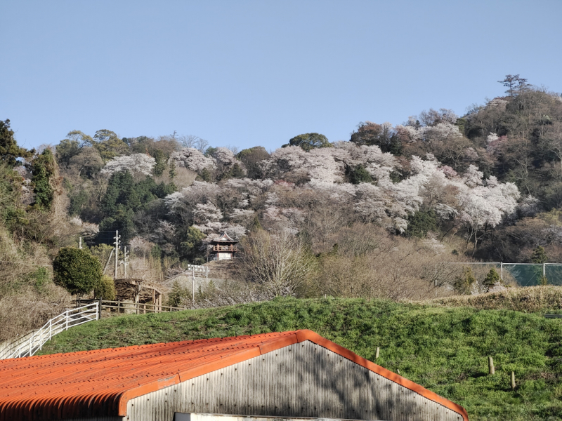 РНО