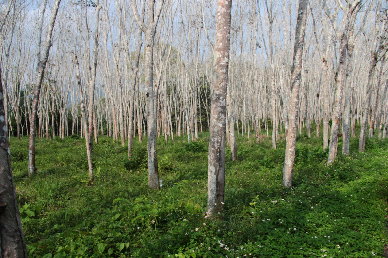 Две недели в Таиланде – это же, конечно, ни о чем. Немного Ко Липе, чуть-чуть озера Чео Лан, грамулька Пхи-Пхи. И капелюшка Малайзии (Куала-Лумпур).