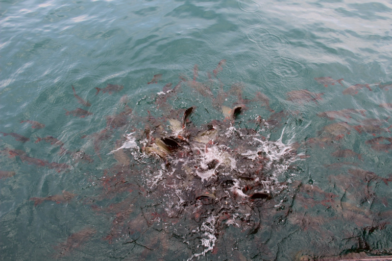 Две недели в Таиланде – это же, конечно, ни о чем. Немного Ко Липе, чуть-чуть озера Чео Лан, грамулька Пхи-Пхи. И капелюшка Малайзии (Куала-Лумпур).