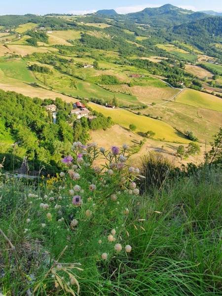 Arezzo