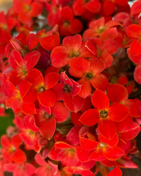 Переезд в Испанию с котиками-маскотиками или Навстречу ветру. Нулевой меридиан