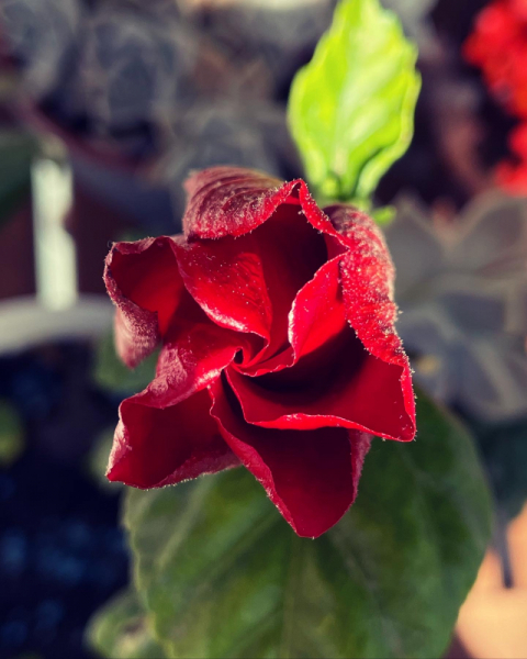 Переезд в Испанию с котиками-маскотиками или Навстречу ветру. Нулевой меридиан