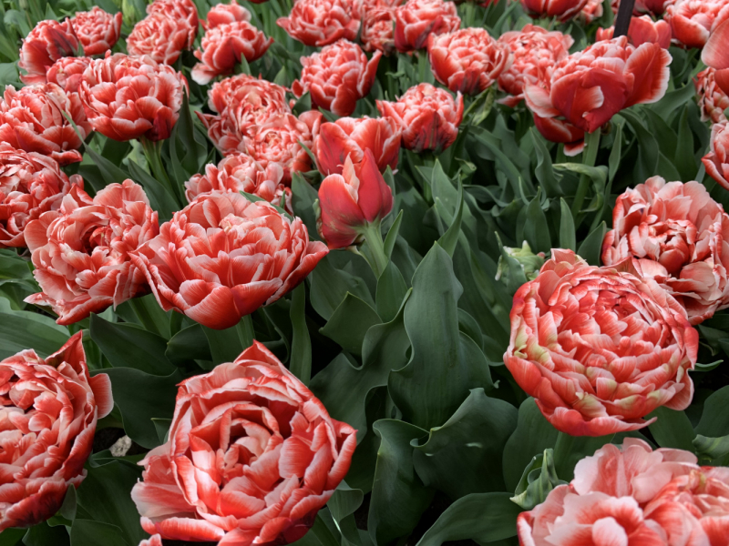 Переезд в Испанию с котиками-маскотиками или Навстречу ветру. Нулевой меридиан