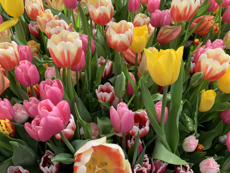 Переезд в Испанию с котиками-маскотиками или Навстречу ветру. Нулевой меридиан