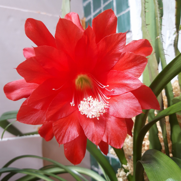 Переезд в Испанию с котиками-маскотиками или Навстречу ветру. Нулевой меридиан