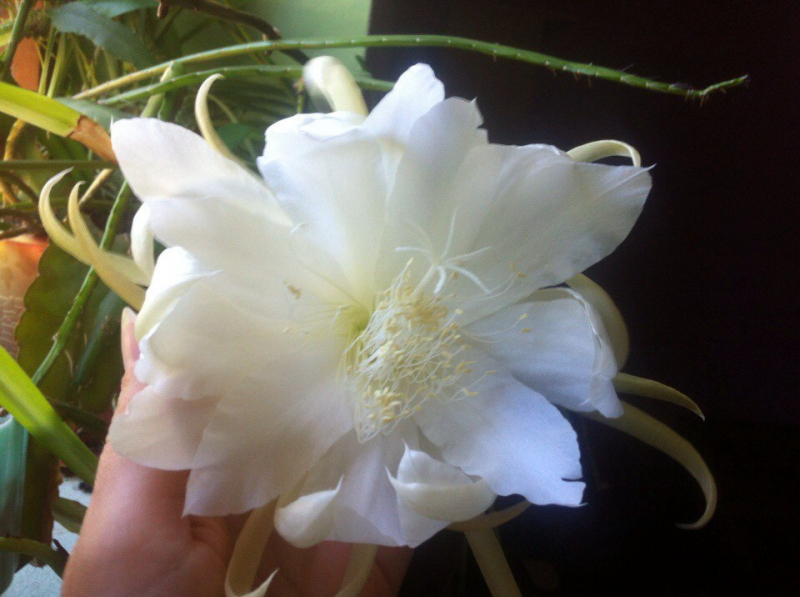 Переезд в Испанию с котиками-маскотиками или Навстречу ветру. Нулевой меридиан