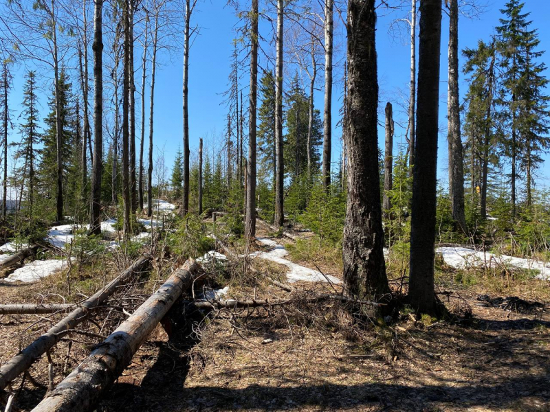 Свободное путешествие (пока по России)