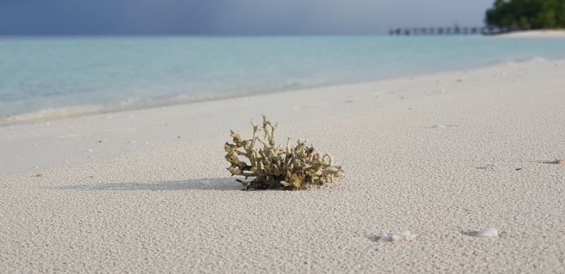 До острова Сипадана в царство славного султана_Сипадан (Celebes Explorer 9/о. Матакинг (Mataking Reef Resort)