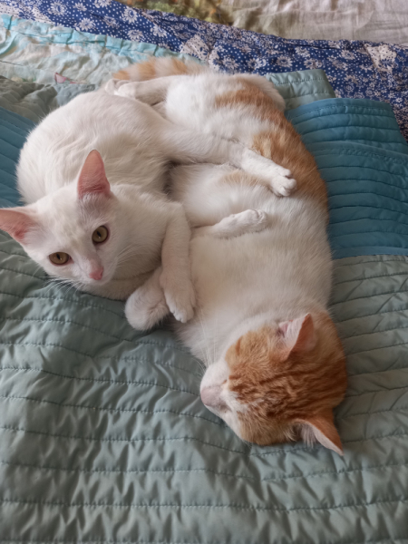 Кошки в нашей жизни. Кошки и все, что с ними связано.