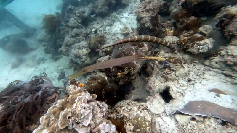 До острова Сипадана в царство славного султана_Сипадан (Celebes Explorer 9/о. Матакинг (Mataking Reef Resort)