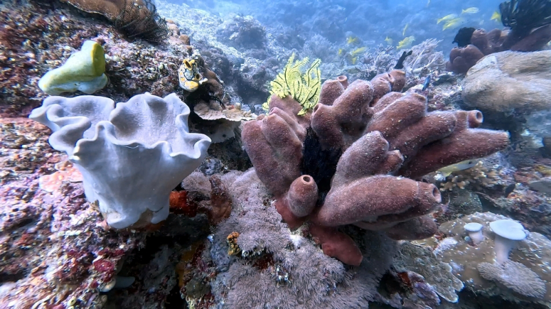 До острова Сипадана в царство славного султана_Сипадан (Celebes Explorer 9/о. Матакинг (Mataking Reef Resort)