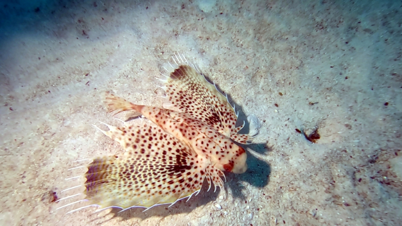 До острова Сипадана в царство славного султана_Сипадан (Celebes Explorer 9/о. Матакинг (Mataking Reef Resort)