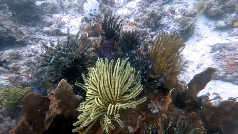 До острова Сипадана в царство славного султана_Сипадан (Celebes Explorer 9/о. Матакинг (Mataking Reef Resort)