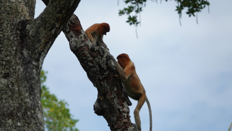 Неделя в апреле 2023: Куала-Лумпур и окрестности + флора и фауна Борнео