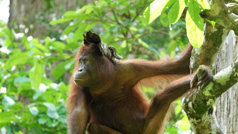 Неделя в апреле 2023: Куала-Лумпур и окрестности + флора и фауна Борнео