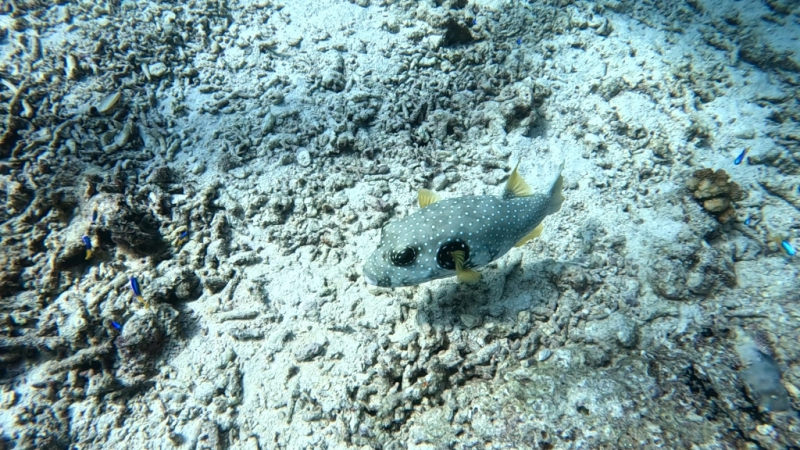 До острова Сипадана в царство славного султана_Сипадан (Celebes Explorer 9/о. Матакинг (Mataking Reef Resort)