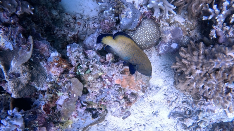 До острова Сипадана в царство славного султана_Сипадан (Celebes Explorer 9/о. Матакинг (Mataking Reef Resort)