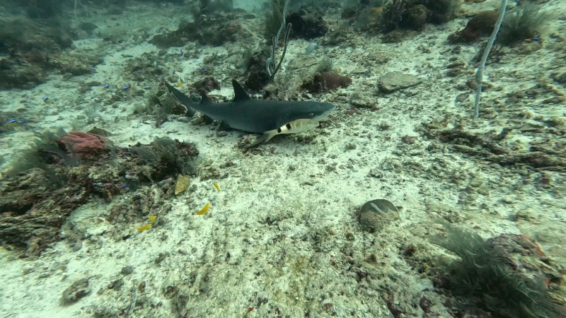 До острова Сипадана в царство славного султана_Сипадан (Celebes Explorer 9/о. Матакинг (Mataking Reef Resort)