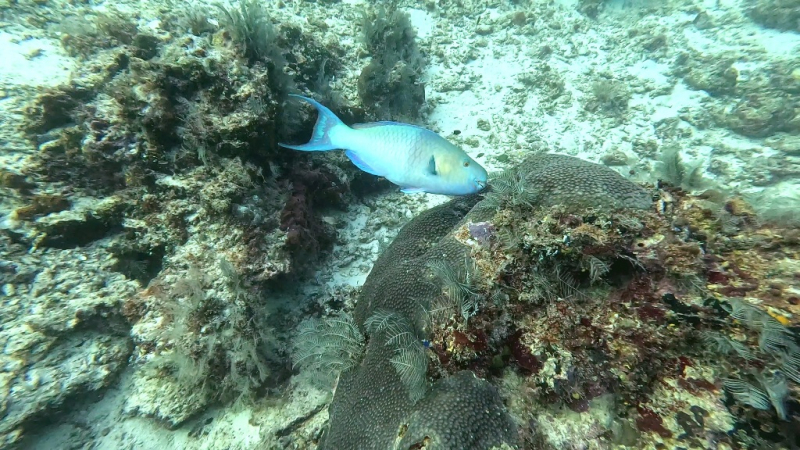 До острова Сипадана в царство славного султана_Сипадан (Celebes Explorer 9/о. Матакинг (Mataking Reef Resort)