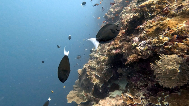 До острова Сипадана в царство славного султана_Сипадан (Celebes Explorer 9/о. Матакинг (Mataking Reef Resort)