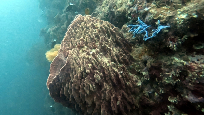 До острова Сипадана в царство славного султана_Сипадан (Celebes Explorer 9/о. Матакинг (Mataking Reef Resort)