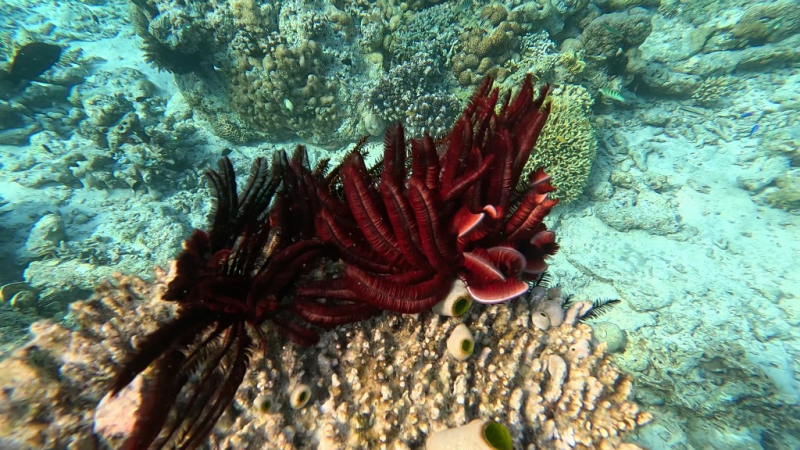 До острова Сипадана в царство славного султана_Сипадан (Celebes Explorer 9/о. Матакинг (Mataking Reef Resort)