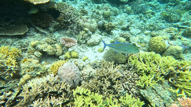 До острова Сипадана в царство славного султана_Сипадан (Celebes Explorer 9/о. Матакинг (Mataking Reef Resort)