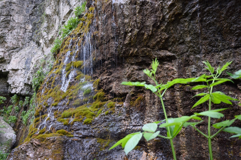 Рододендроны