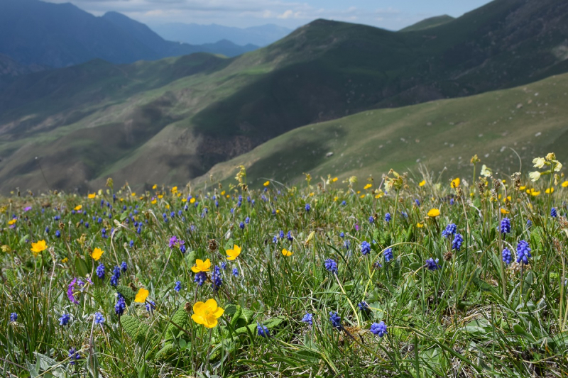 Рододендроны