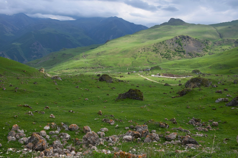 Рододендроны