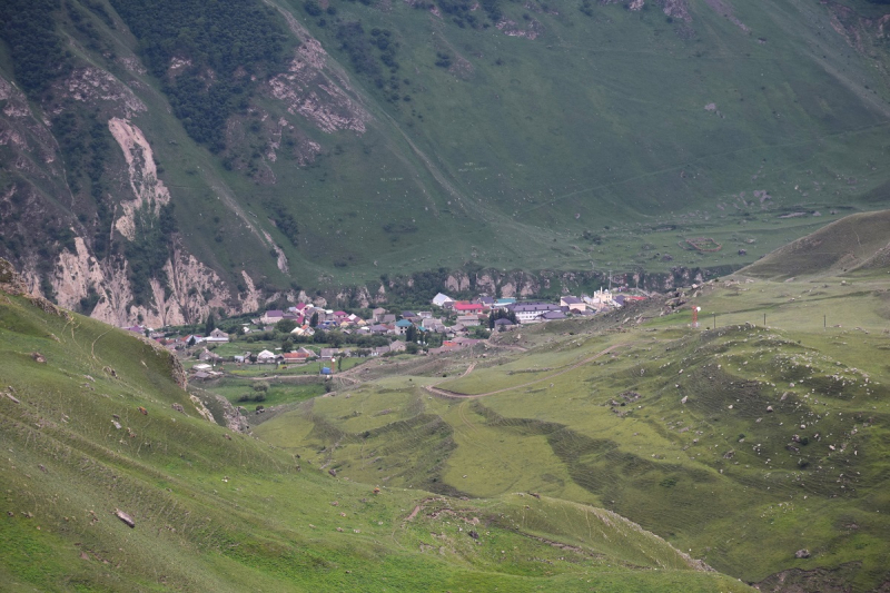 Рододендроны