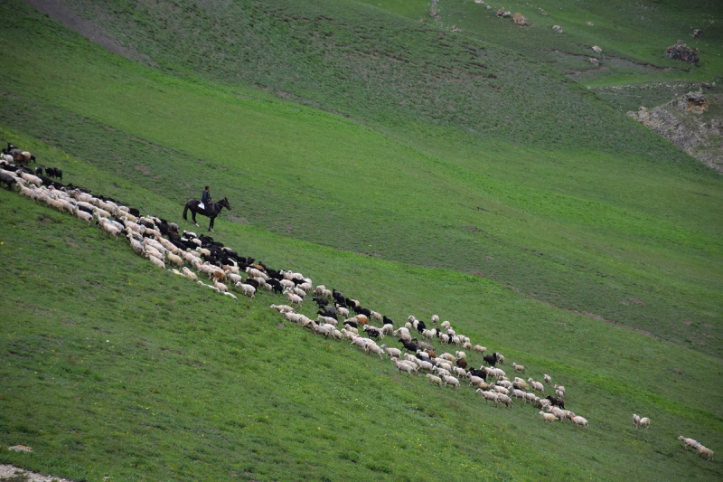 Рододендроны