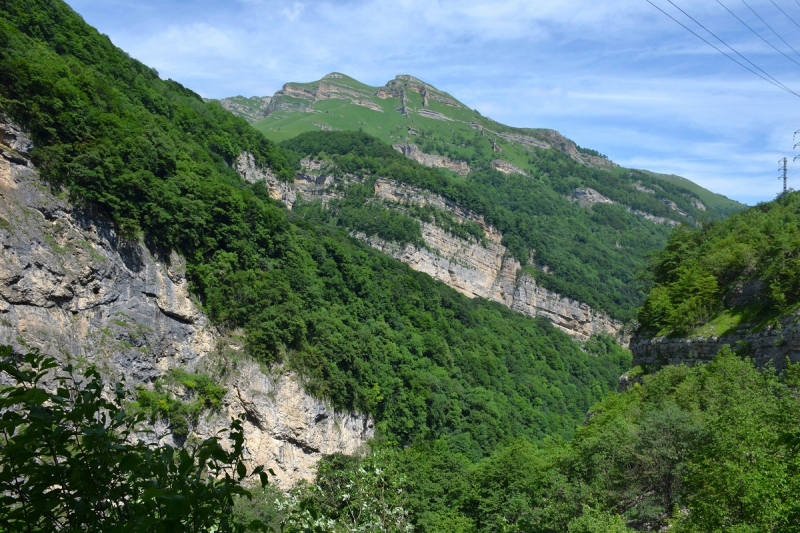 Рододендроны