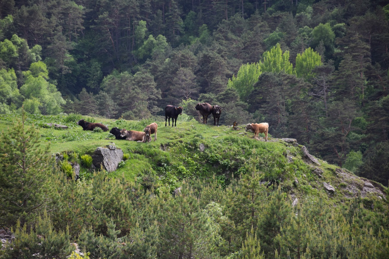 Рододендроны