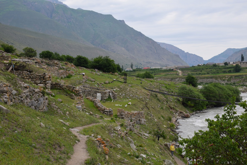 Рододендроны