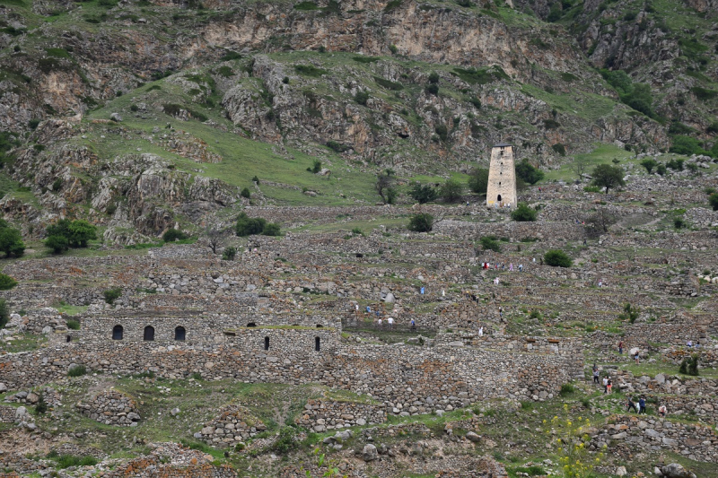 Рододендроны