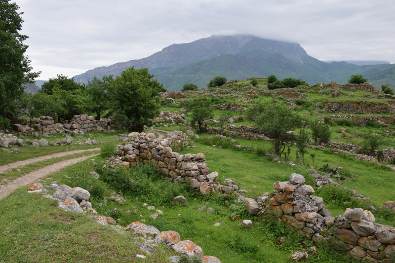 Рододендроны