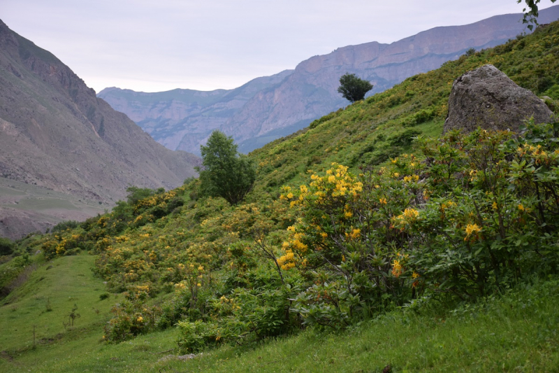Рододендроны