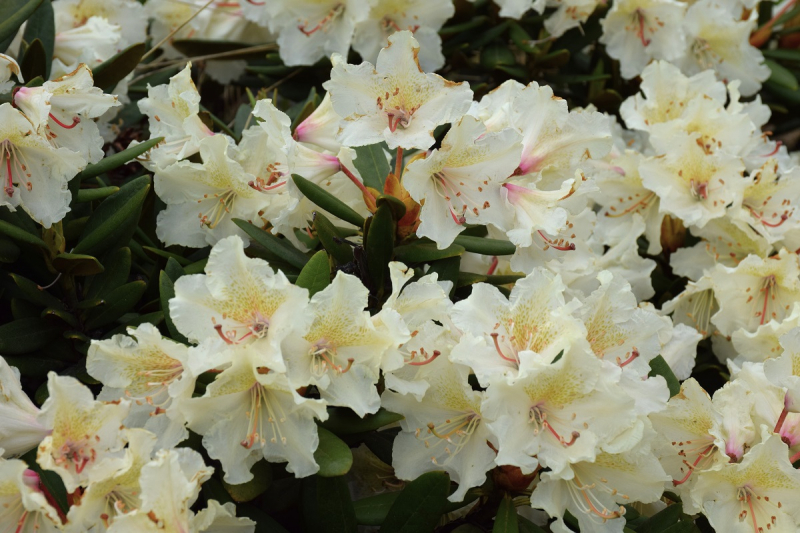 Приэльбрусье