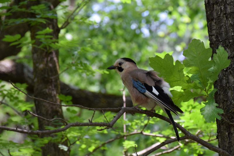 Кисловодск