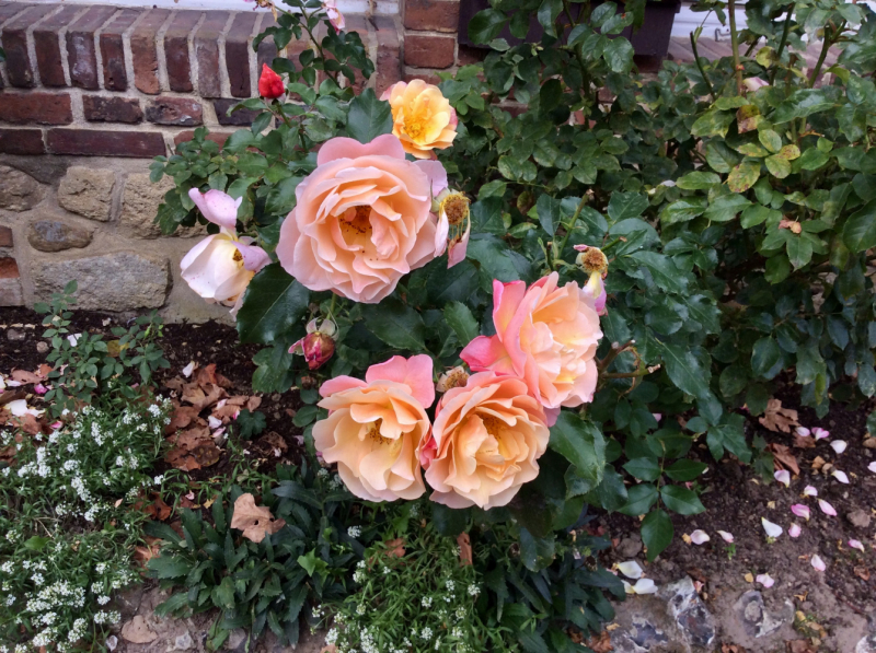 Французские зигзаги. Сентябрь 2019 г.