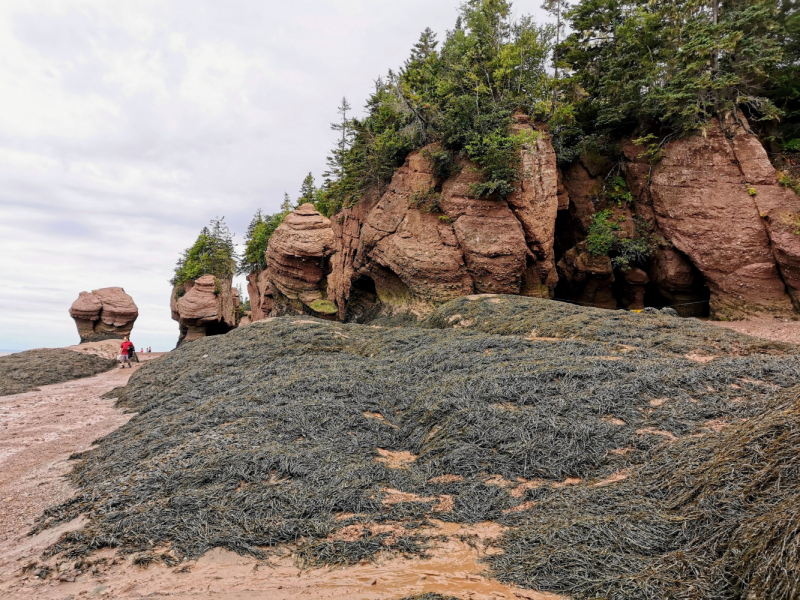 Босиком по морскому дну. Bay of Fundy, New Brunswick.