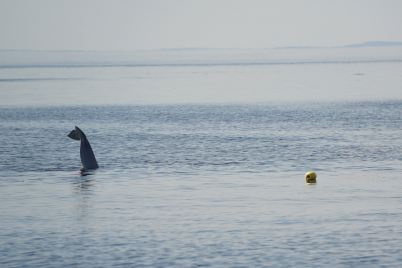 Фотоотчет по поездке на Соловки и возвращение домой через Сортавалу, Шлиссельбург и Псков. Июль 2022 г.